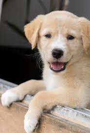 Afbeelding hond hoog