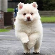 Afbeelding hond vierkant